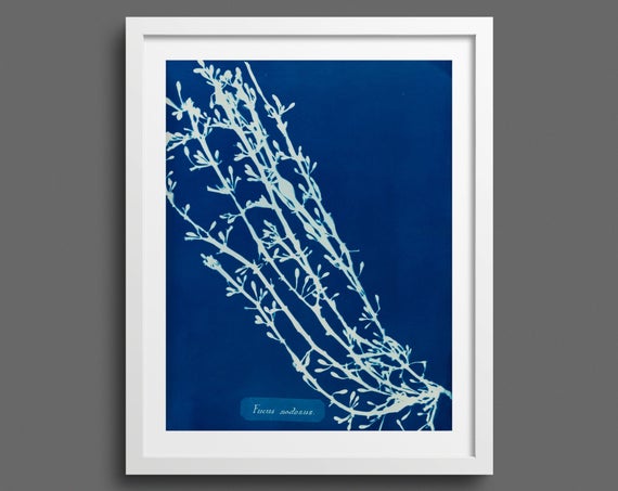 Algae (Fucus Nodosus) Cyanotype by Anna Atkins 
