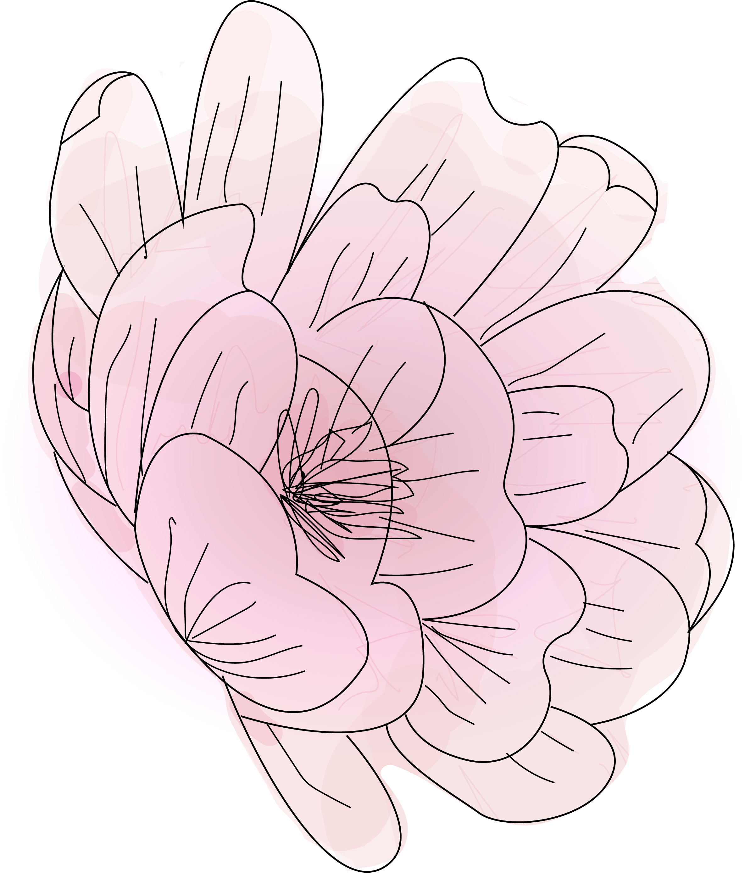 Background Pink Flower