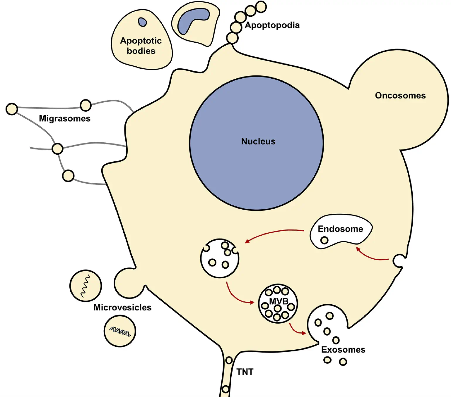Summary_different_exosome_morphologies