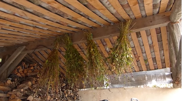 Les plants de sarrasin sèchent la tête en bas