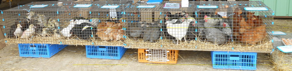 Vente de volailles vivantes