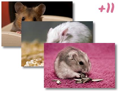 Hamster theme pack