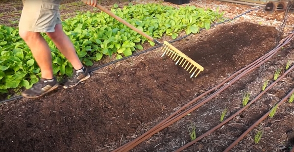 A man using a rake with 3 rigid plastic tube to mark the bed before transplanting plants