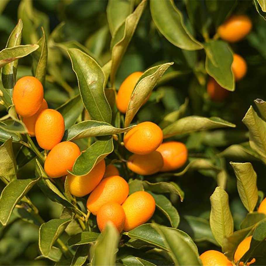 griechische-lebensmittel-griechische-produkte-kumquat-loeffel-suess-400g