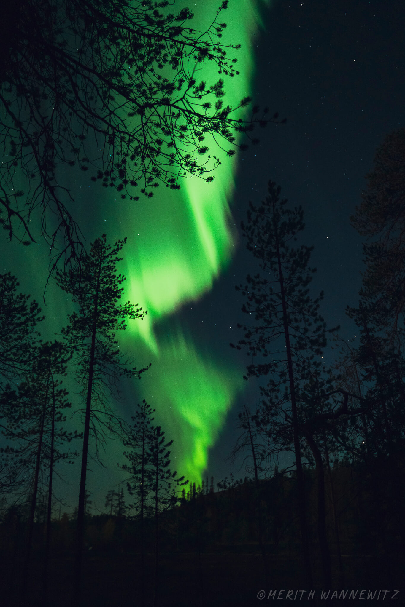 Northern lights above forest trees in Finland.