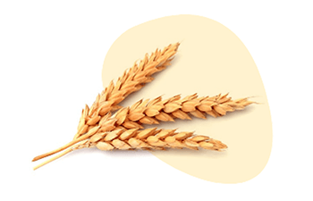 Cereals containing wheat is one of the EU 14 Major Food Allergens, Erudus lets you easily see if a product contains this or any of the allergen ingredients