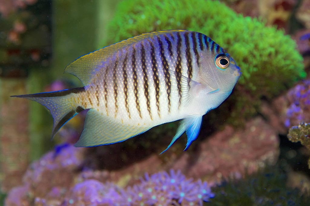 Blackspot Angelfish: A tropical marine fish