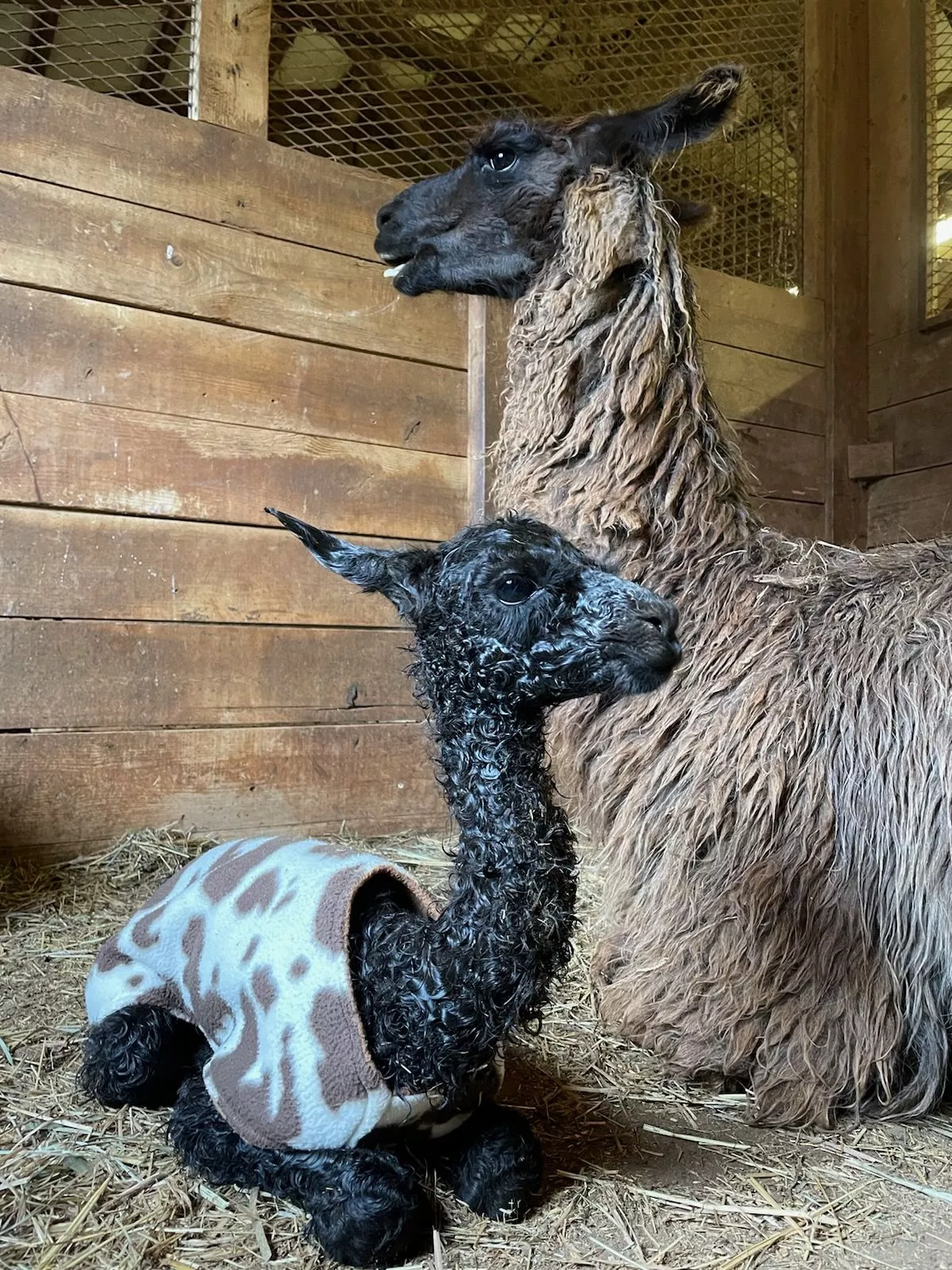 A photo of a llama named Tonks