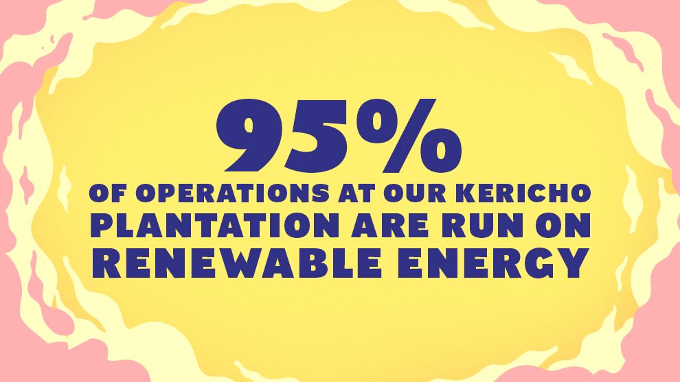 95% of operations at our Kericho plantation are run on renewable energy