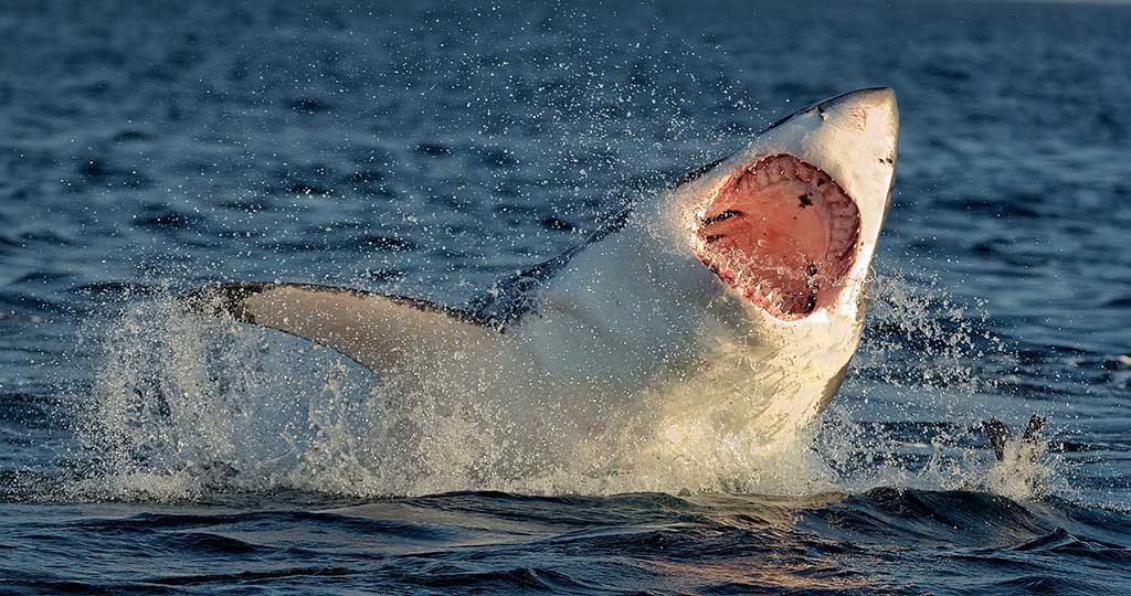 Great White Shark breaching for attack