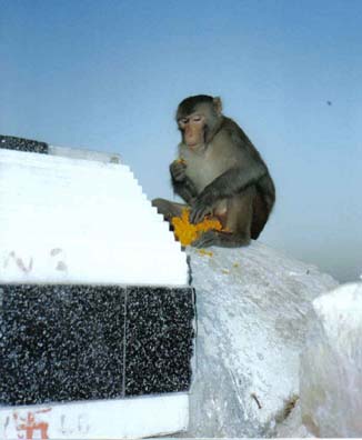 Jaipur monkey