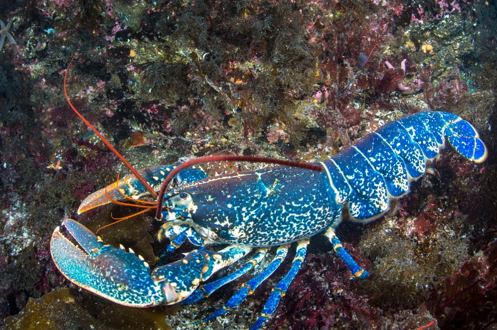 A European lobster with its striking blue carapace <em>(Homarus gammarus)</em>
