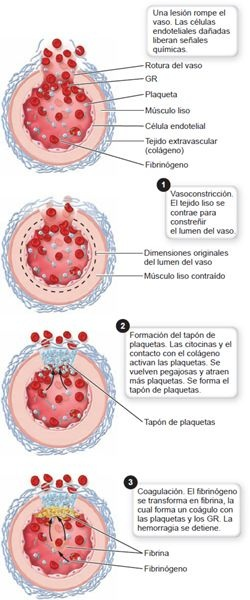 01 Composición De La Sangre Y Formación De Elementos Formes Enfermeríatop 1445