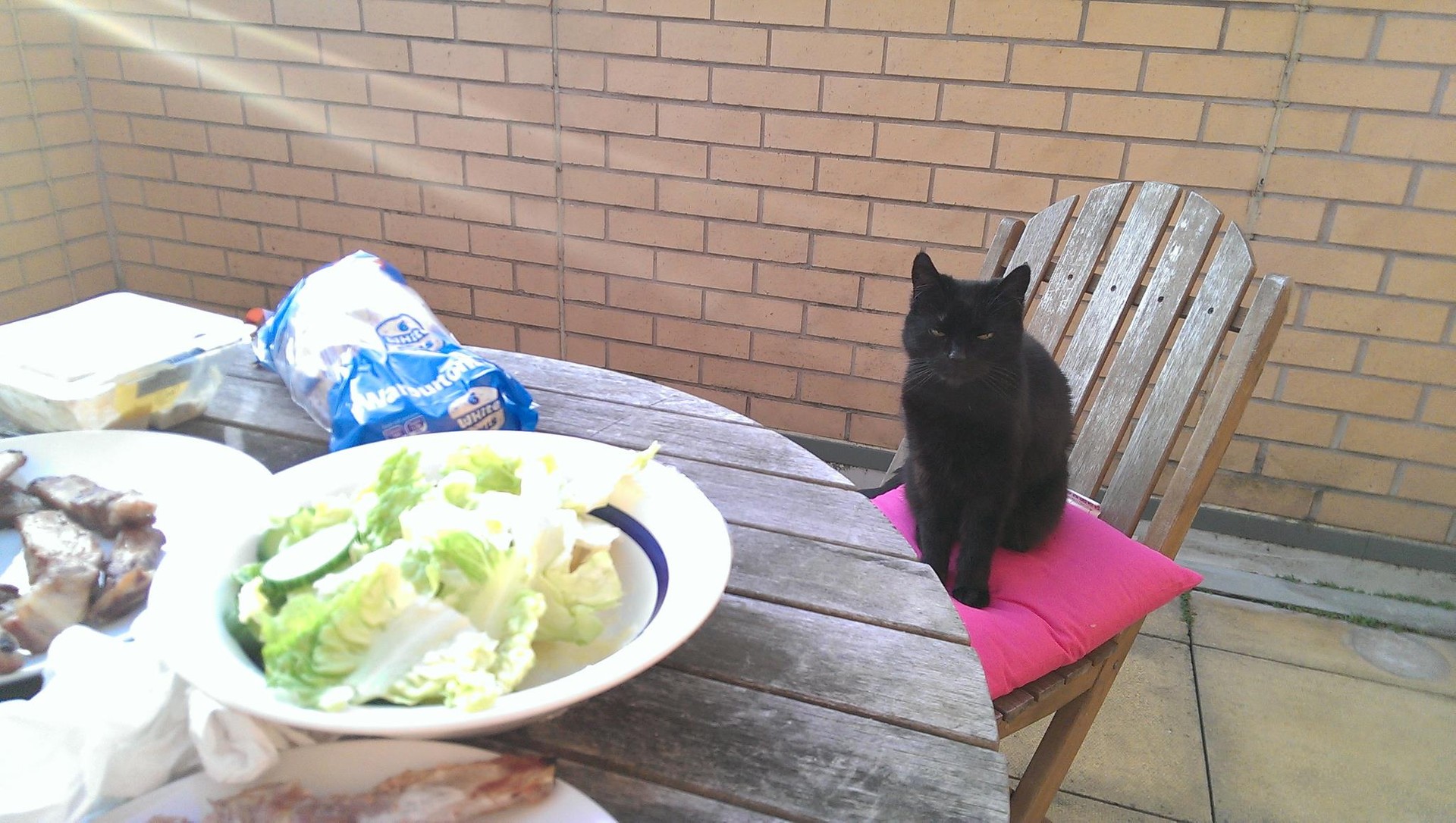 It didn't matter that it was lettuce, if we were eating it, she wanted to at least be offered it. Puddles sitting on a chair looking at food