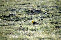 A Yellow-headed Blackbird on the ground
