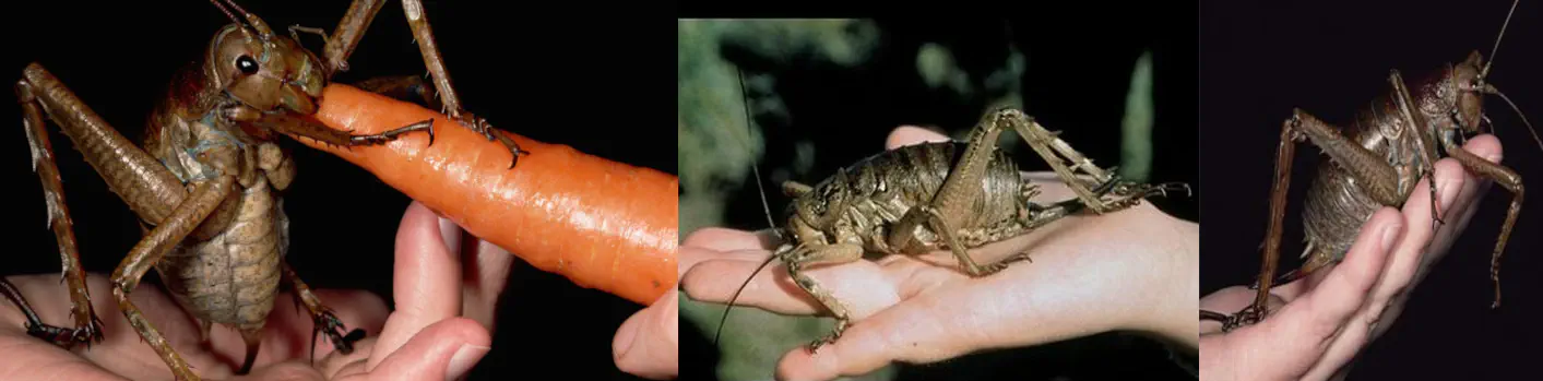 Picture of giant weta, the biggest insect in the world