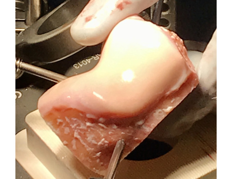 Donor_allograft_femur.jpg