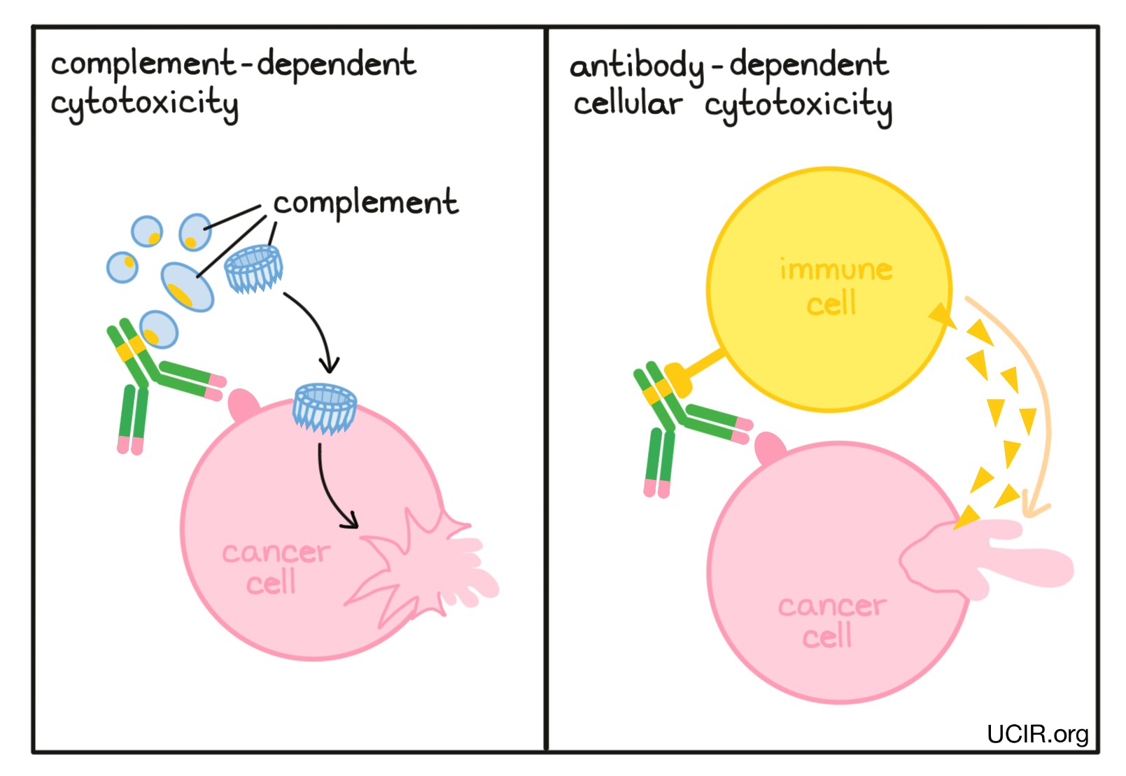 Illustration showing complement-dependent cytotoxicity and antibody-dependent cell-mediated cytotoxicity