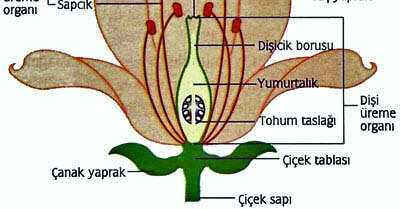 Bitkilerde Eşeyli Üreme