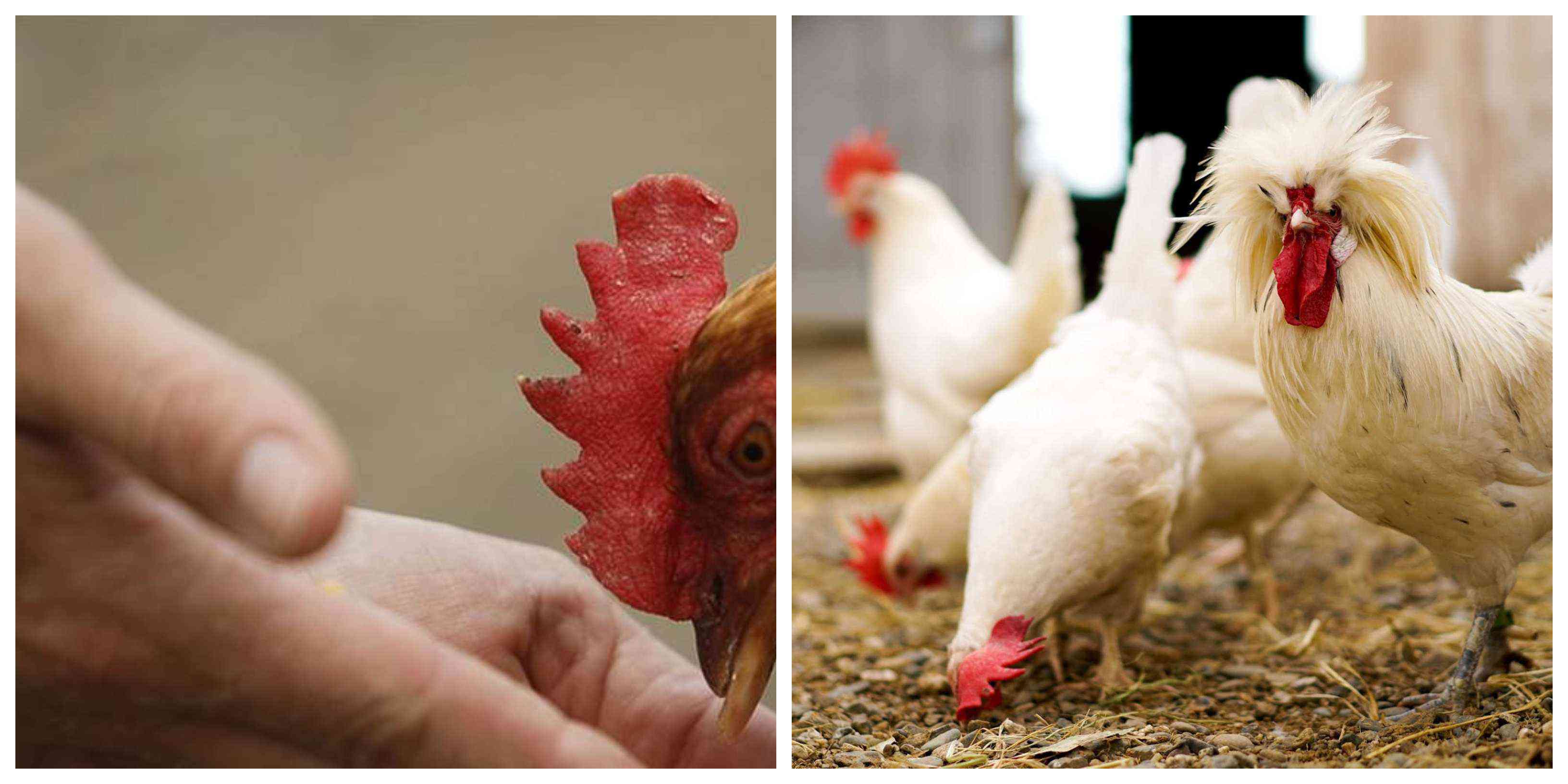 chickens attack