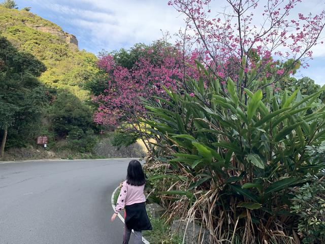 孩子在盛開的櫻花樹下跑步的美麗畫面。