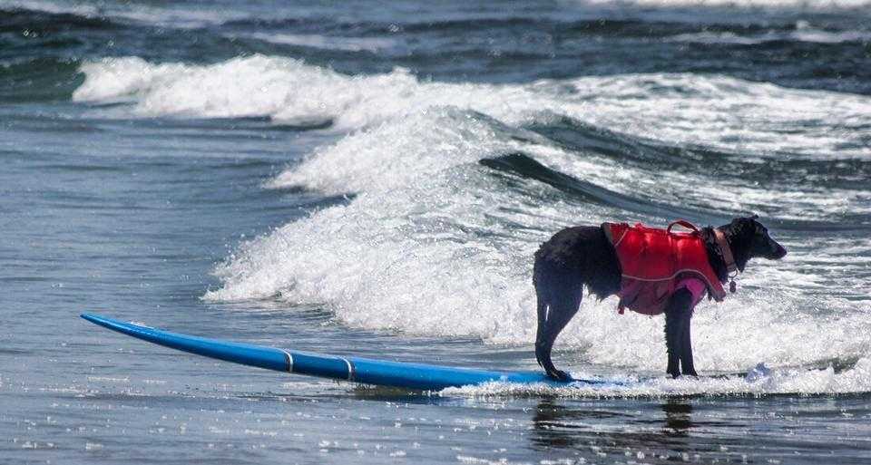San Diego Dog Beaches!