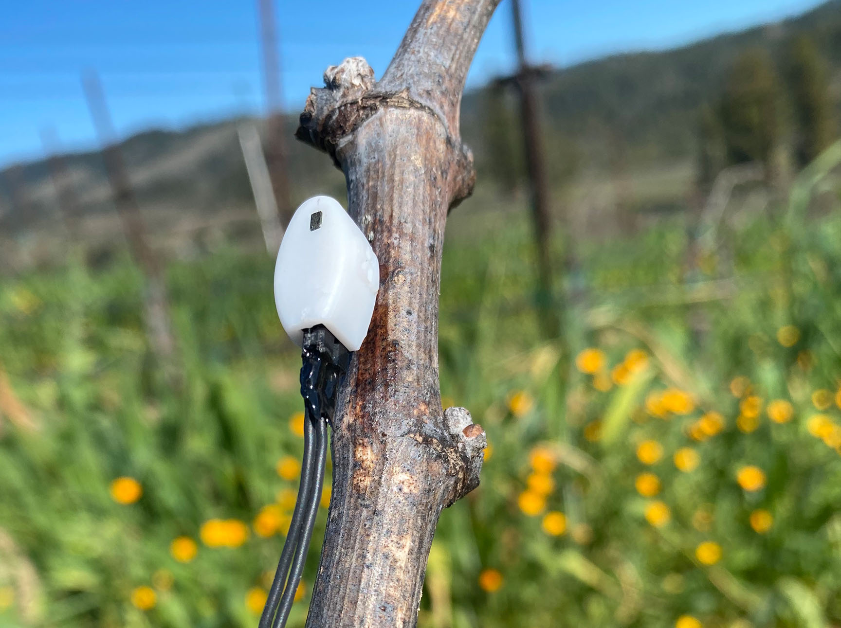 A sap flow probe installed on the grapevine branch