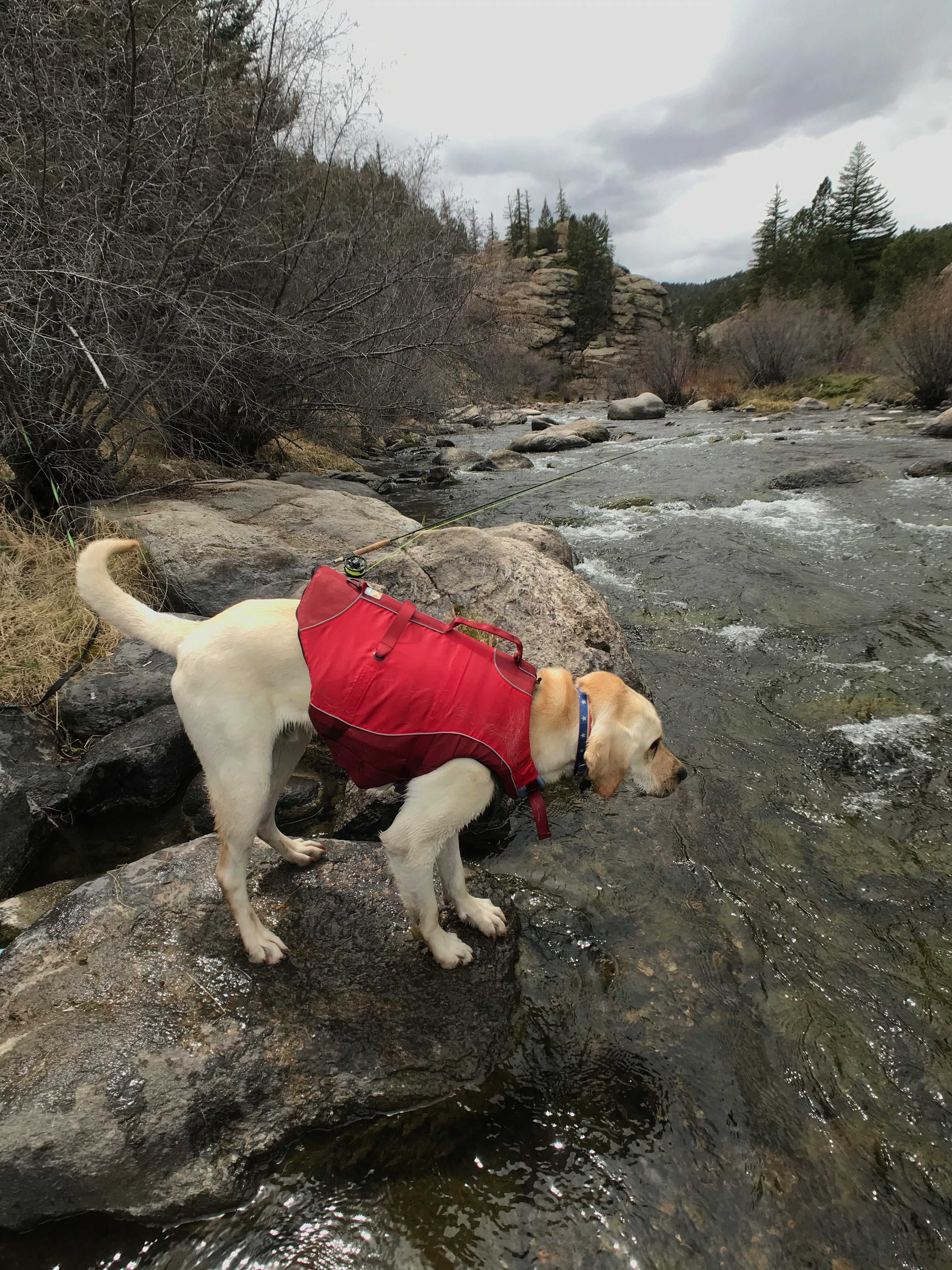 ​5 Ways to Prepare to Fly Fish with Your Dog
