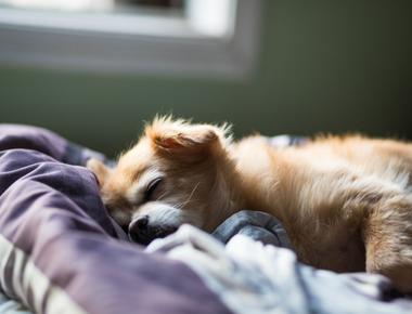 Should You Wake up Your Puppy to Pee at Night?