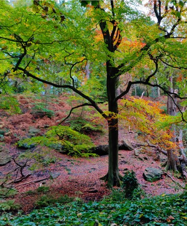 Looking down the bank towards Meanwood Beck in Adel woods. Golden leaves on the ground during Autumn.