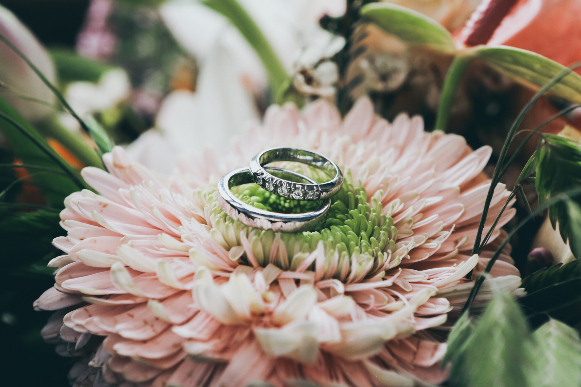 Két karikagyűrű egy virágon az elérhetőségek hátterében.