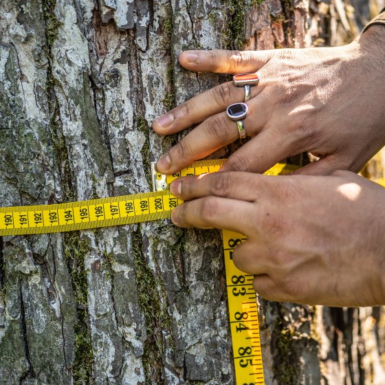 Hands holding a measuring tape around a tree stump