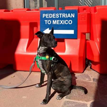 All You Need To Know To Go To Mexico With Your Dog - Featured image