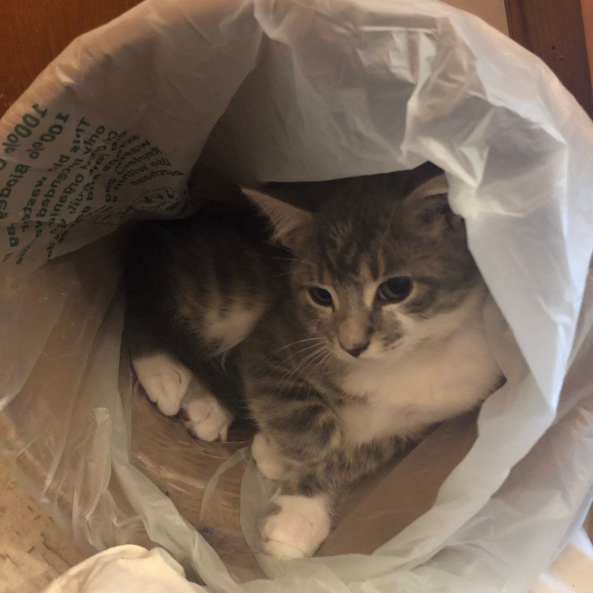 oh my god twitter doesn’t include alt text from images in their API