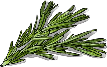 Illustration of Rosemary