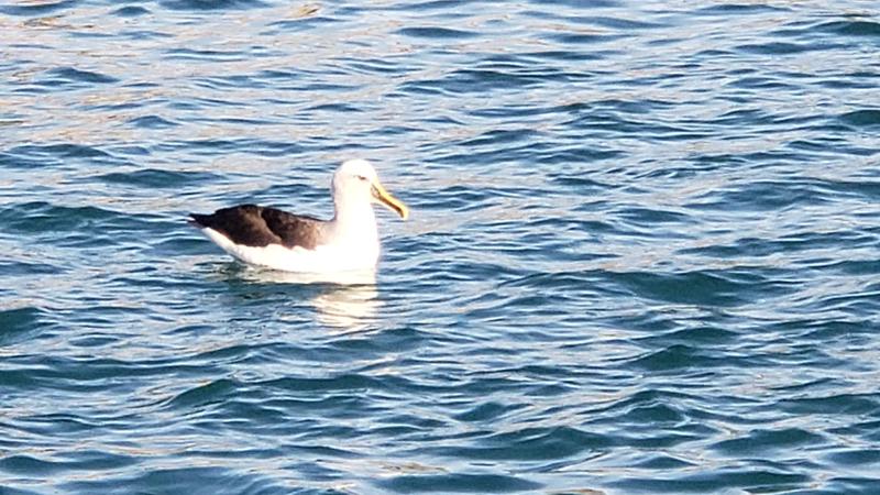 An albatross - they are incredibly buoyant like rubber ducks!