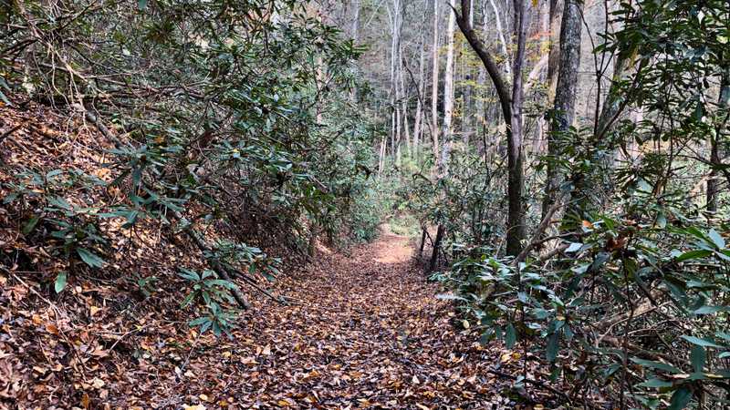 An old logging road is now a hiking trail