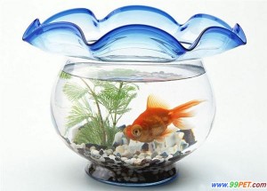 Goldfish also to Lose Weight