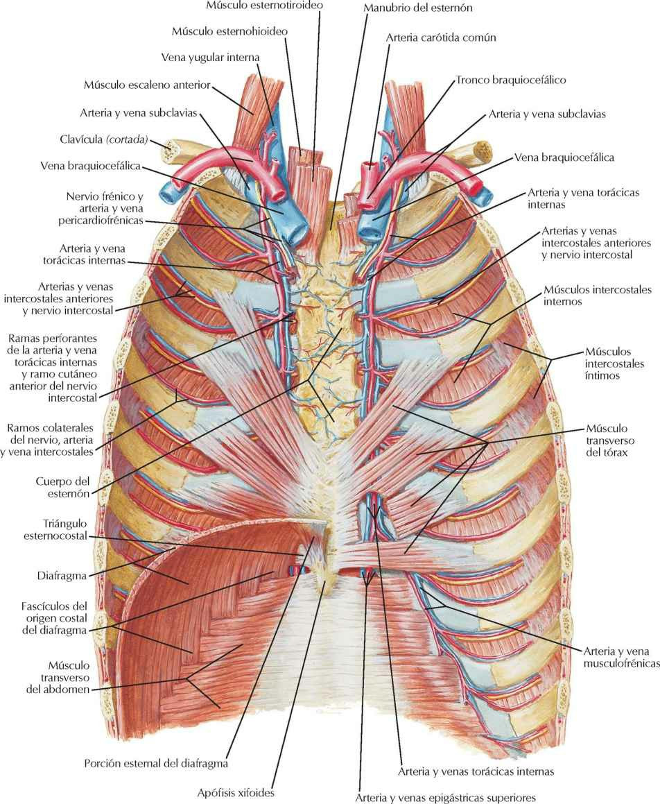 pared corporal del tórax enfermería