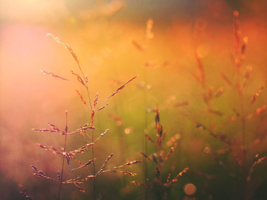 Fields of Gold