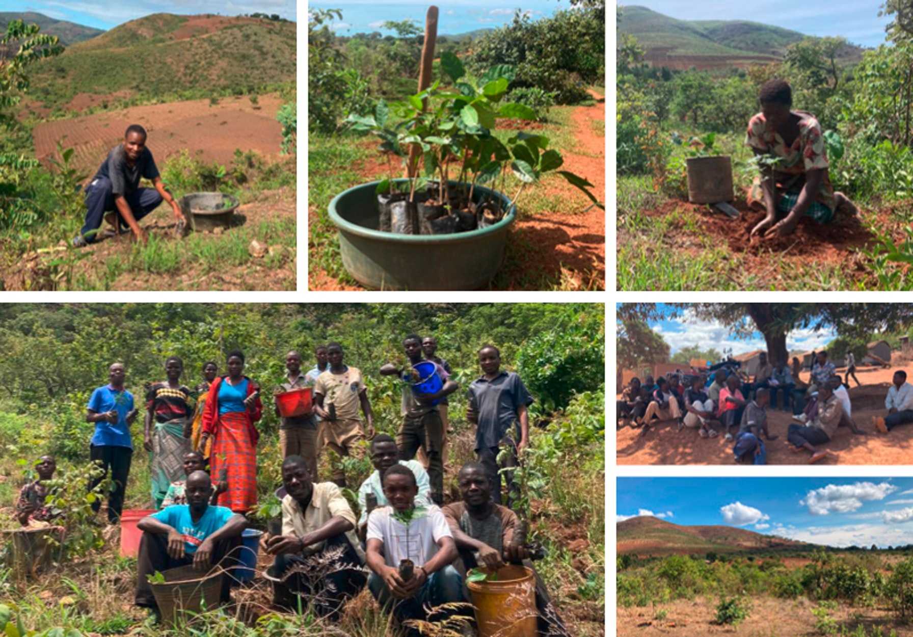 Collage mit verschiedenen Bildern aus Malawi, Arbeiter, Setzlinge und Umgebung