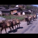 China Yunnan Roads 13