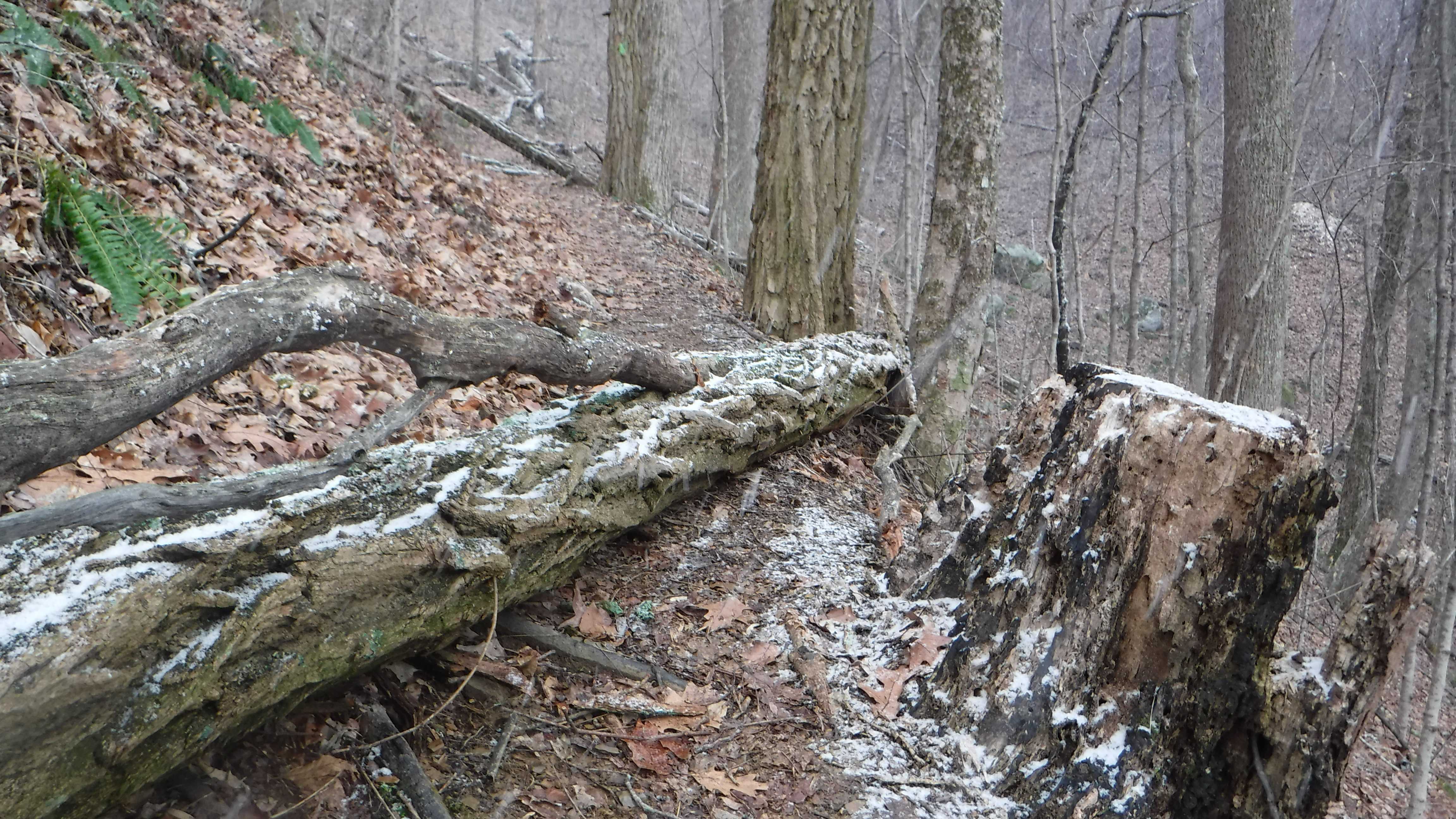 Frozen Head State Park Chimney Top Trail to Spicewood Trail Loop Hike with Gravity