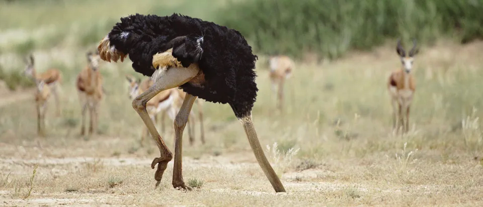 Ostrich burying its head in sand