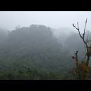 Panama Rainforest 8