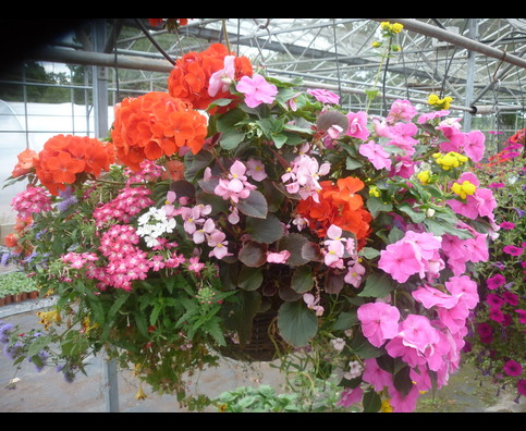 England Hanging Baskets 7