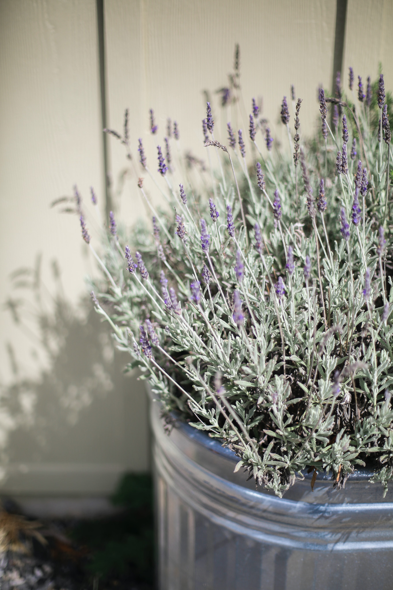 How to Grow Lavender From Seed in A Container (the Easy Way!)