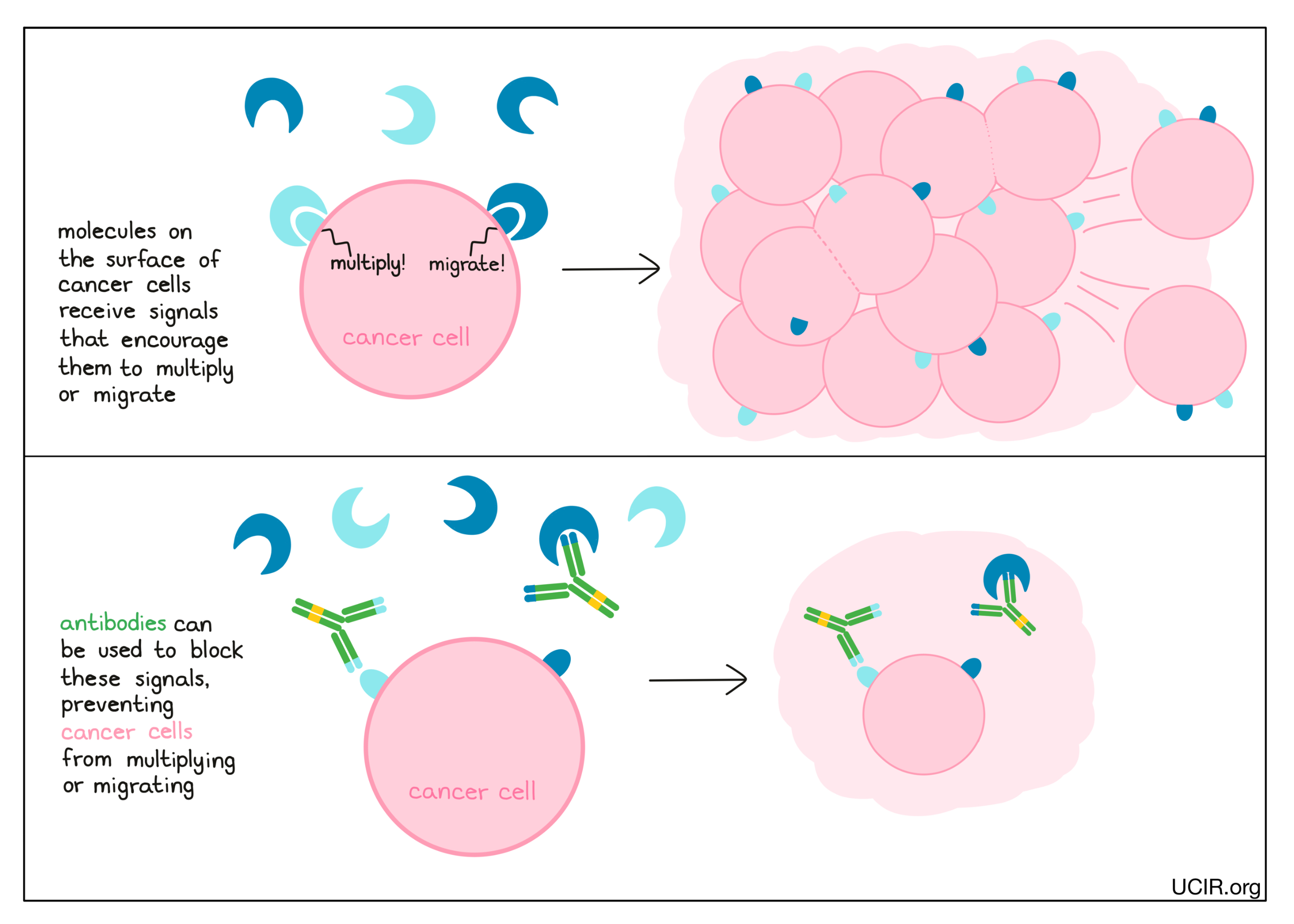 Illustration showing how antibody blocks growth function