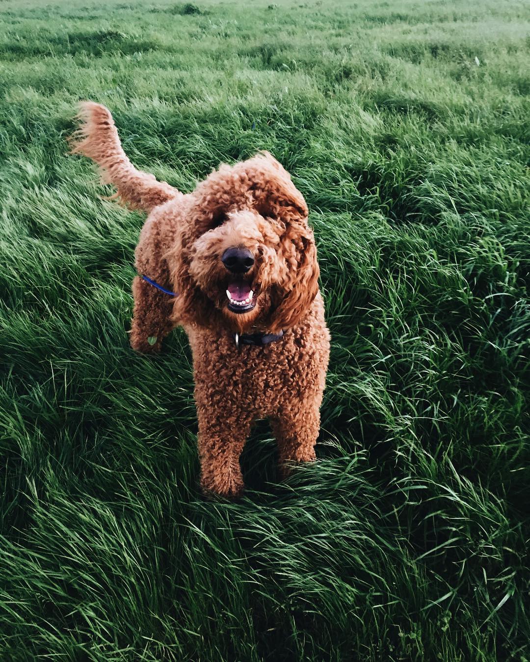 Dog standing in the grass