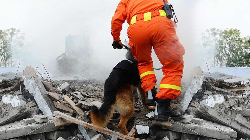 Disaster response official and a dog providing recovery assistance at a disaster site.